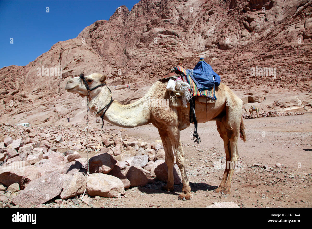 Camel in the desert, South Sinai Peninsula, Egypt Stock Photo
