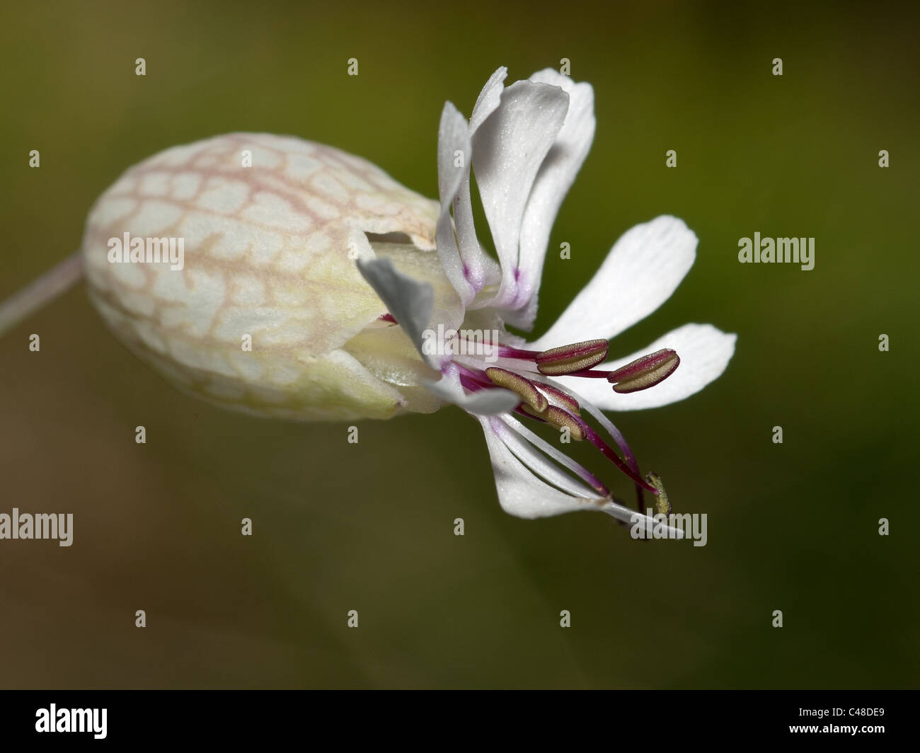 Bladder campion, Silene vulgaris, portrait of flower with out focus background. Stock Photo