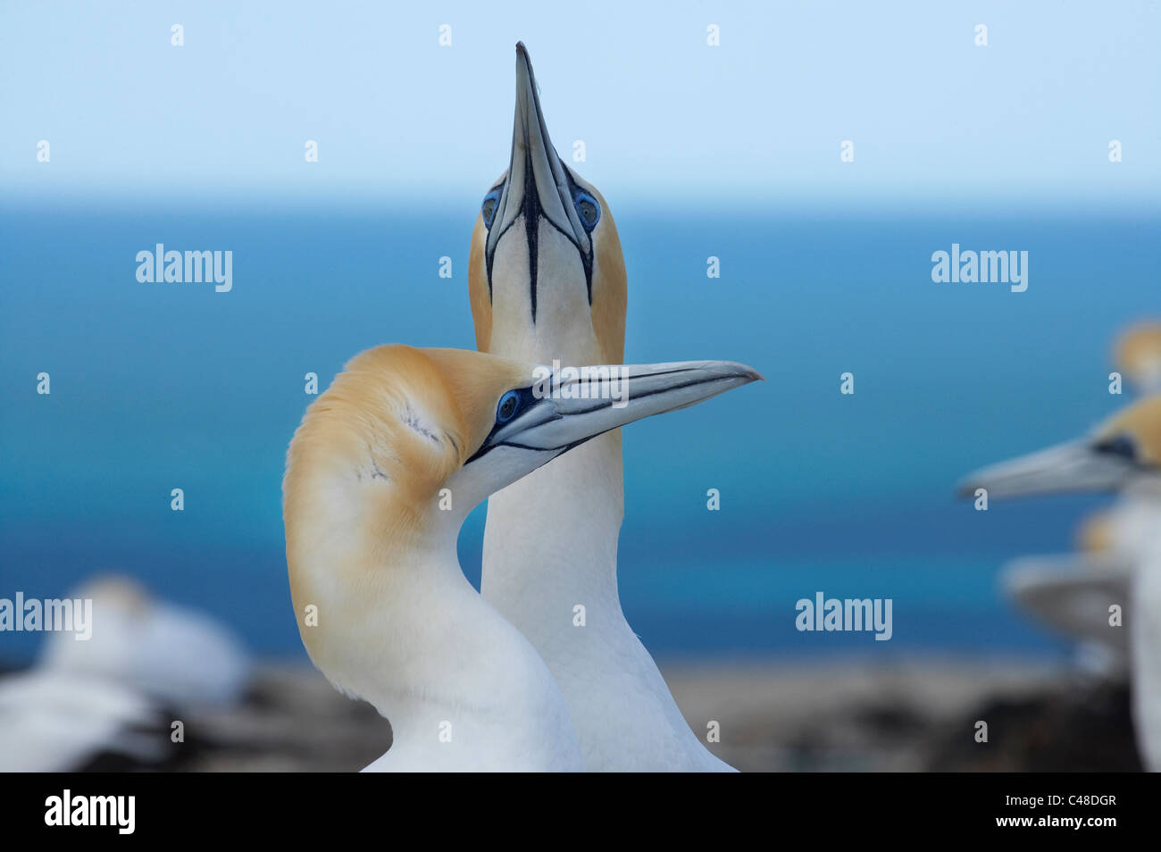 Australasian Gannets ( Morus serrator ) at Cape Kidnappers Gannet Colony, Hawkes Bay, North Island, New Zealand Stock Photo