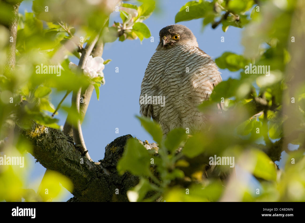 Sperber im Apfelbaum, Accipiter nisus, Eurasian Sparrowhawk, apple-tree, Deutschland, Germany Stock Photo