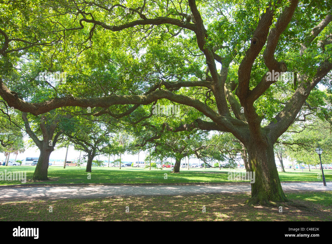 Live Oak trees in The Battery Park, south end of the peninsula in