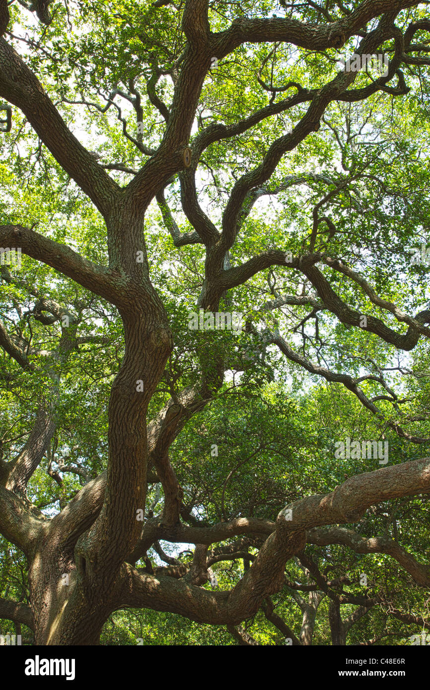 Live Oak trees in The Battery Park, south end of the peninsula in historic Charleston, SC, USA Stock Photo
