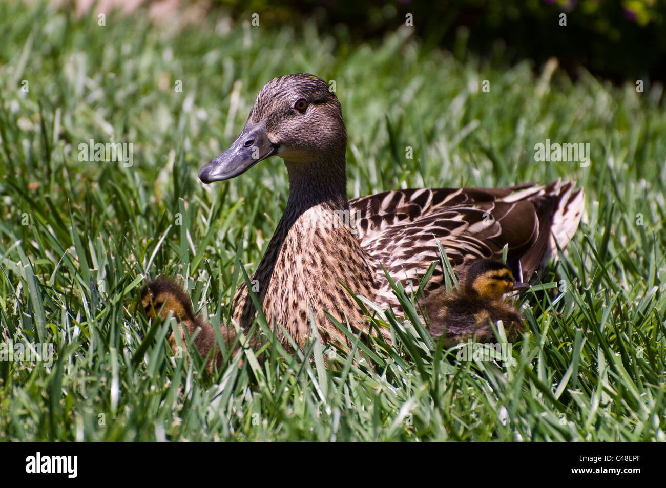 Mom and baby ducks Stock Photo Alamy