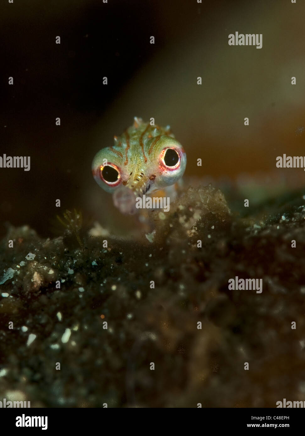 Close up of a banded pipefish in the Lembeh Straits, Indonesia Stock Photo