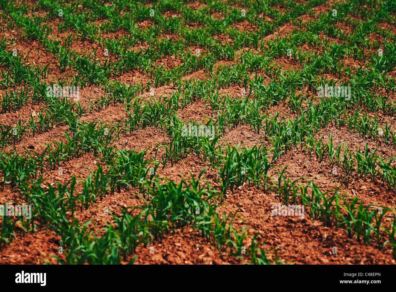 young corn seedling rows overlap forming a checkerboard pattern Stock Photo