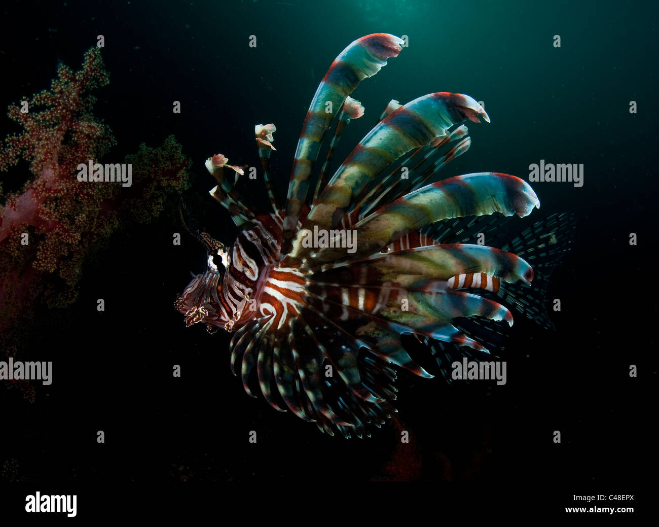 Common Lionfish on KBR House Reef Stock Photo