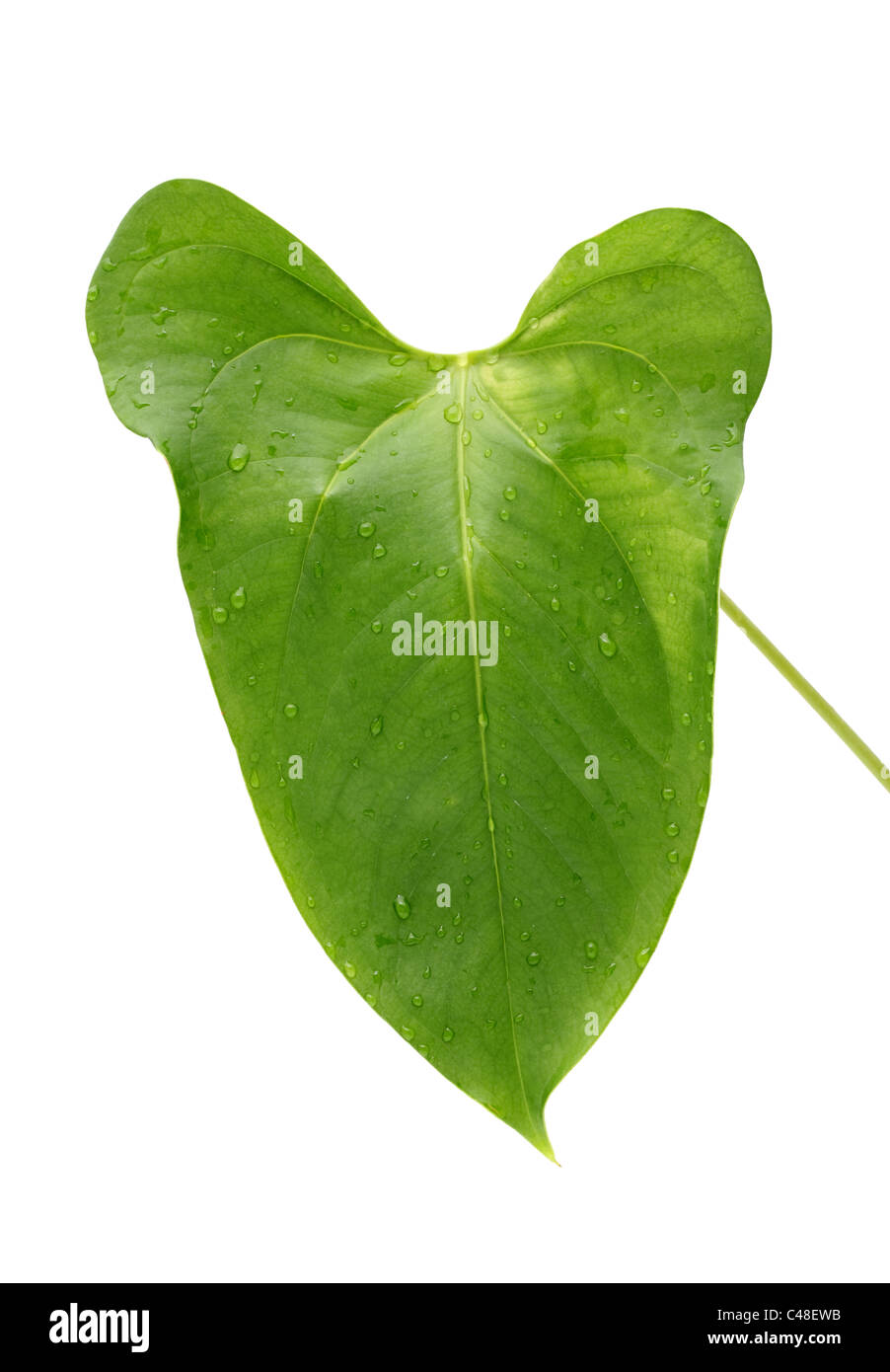 Green leaf isolated on white background Stock Photo - Alamy