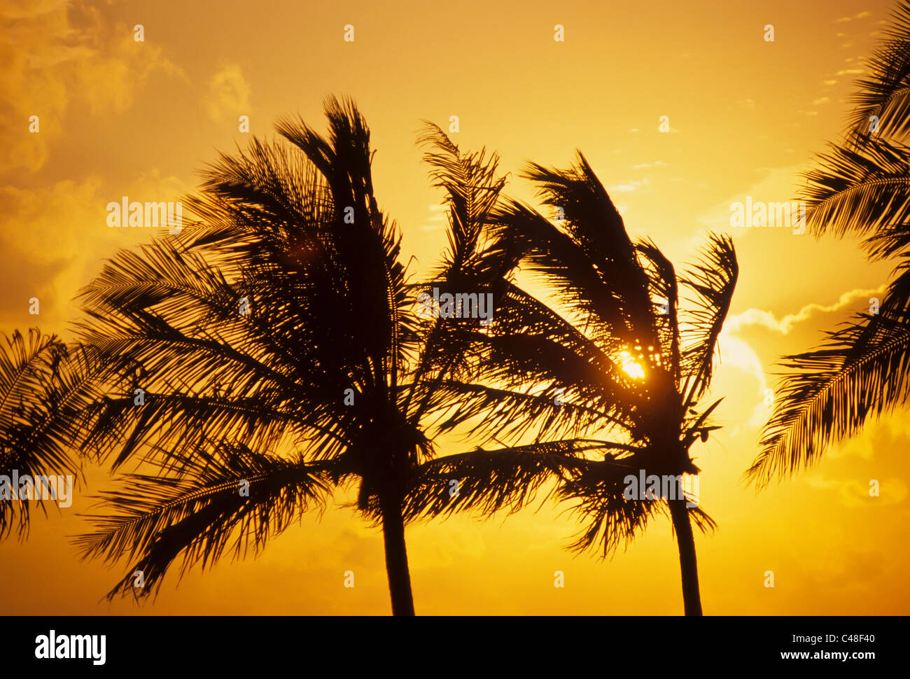 Palm trees silhouetted aganist sunset sky in Key Largo in the Florida Keys Stock Photo