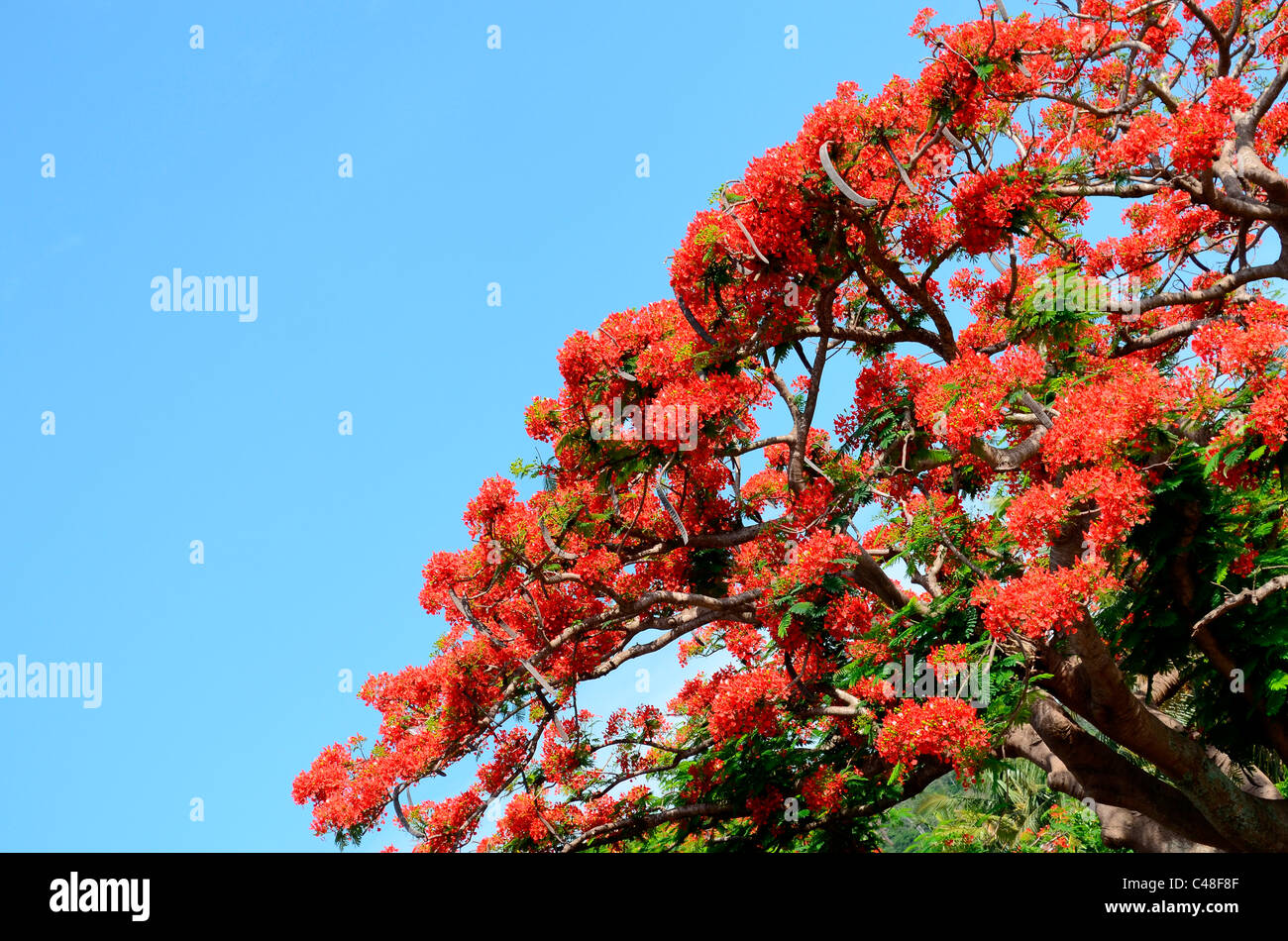 Delonix regia  ( Gulmohar tree) Stock Photo