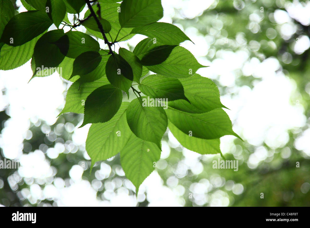 Detail of green leaves on tree Stock Photo