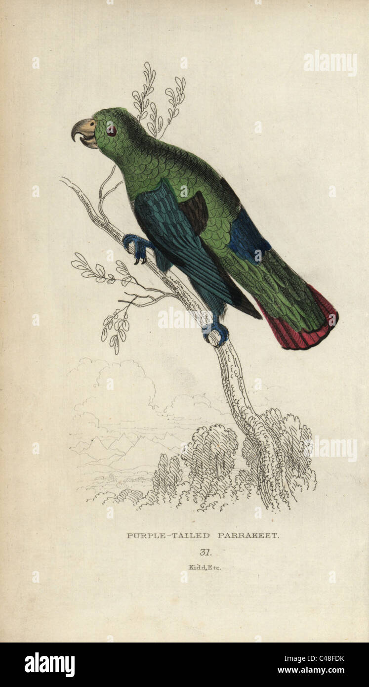 Sapphire-rumped parrotlet, Touit purpurata. Stock Photo