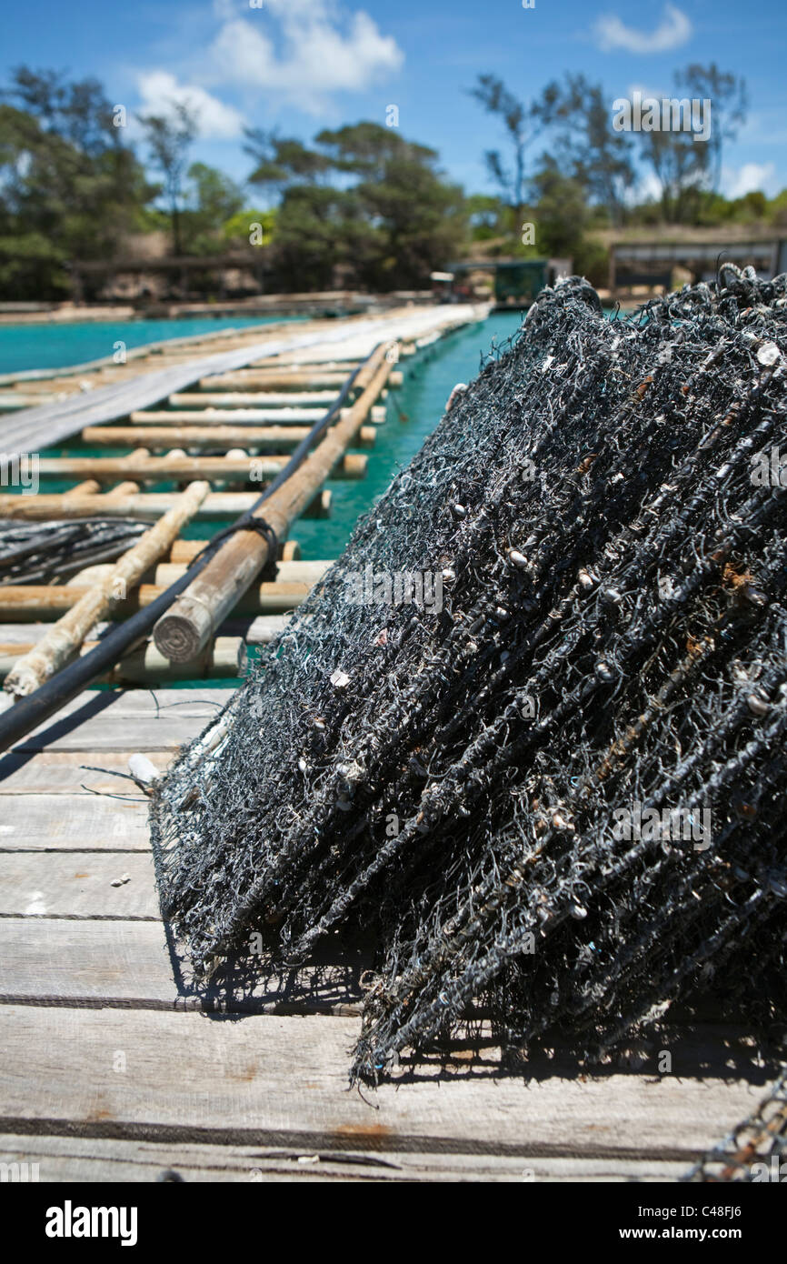 Pearl oyster cages at Kazu Pearls pearl farm. Friday Island, Torres