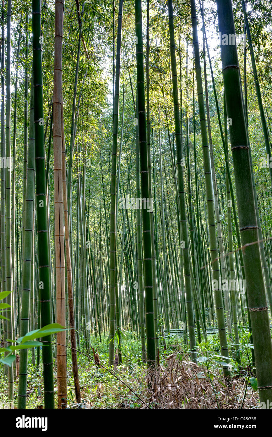 The famous bamboo Grove at Arashiyama, Kyoto. Tall stems of green