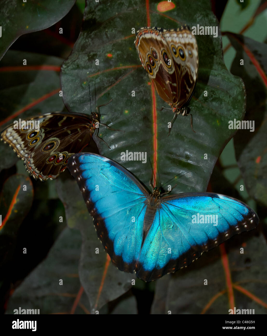 Lepidoptera Blue Butterfly at Key West Butterfly House Stock Photo Alamy