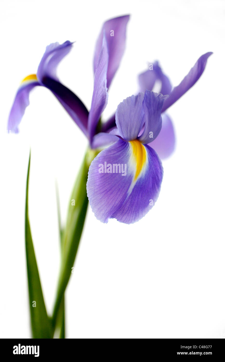 Iris Reticulata flower Stock Photo