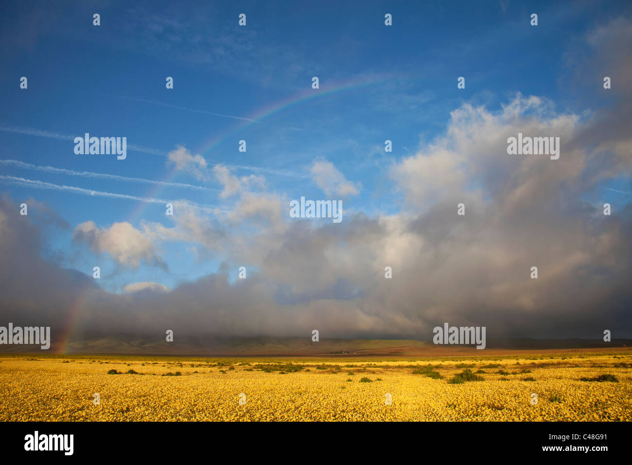 Tidy Tips Layia platyglossa hi-res stock photography and images - Alamy