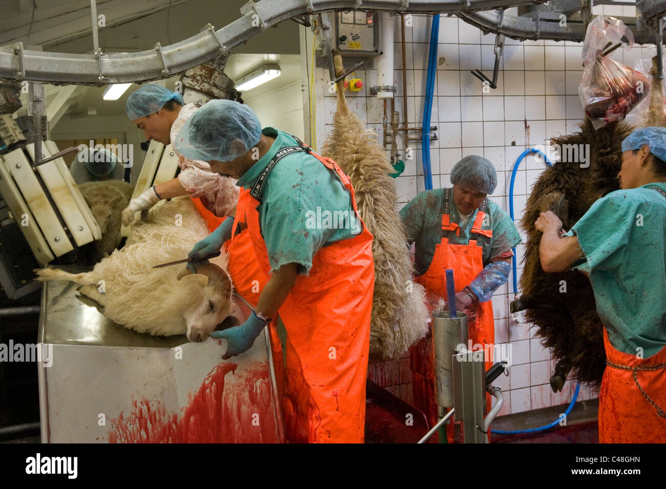 Neqi Slaughterhouse which processes 22,000 Greenland sheep in Narsaq ... for Lamb Slaughterhouse
193tgx Neqi Slaughterhouse which processes 22,000 Greenland sheep in Narsaq ... for Lamb Slaughterhouse
193tgx
