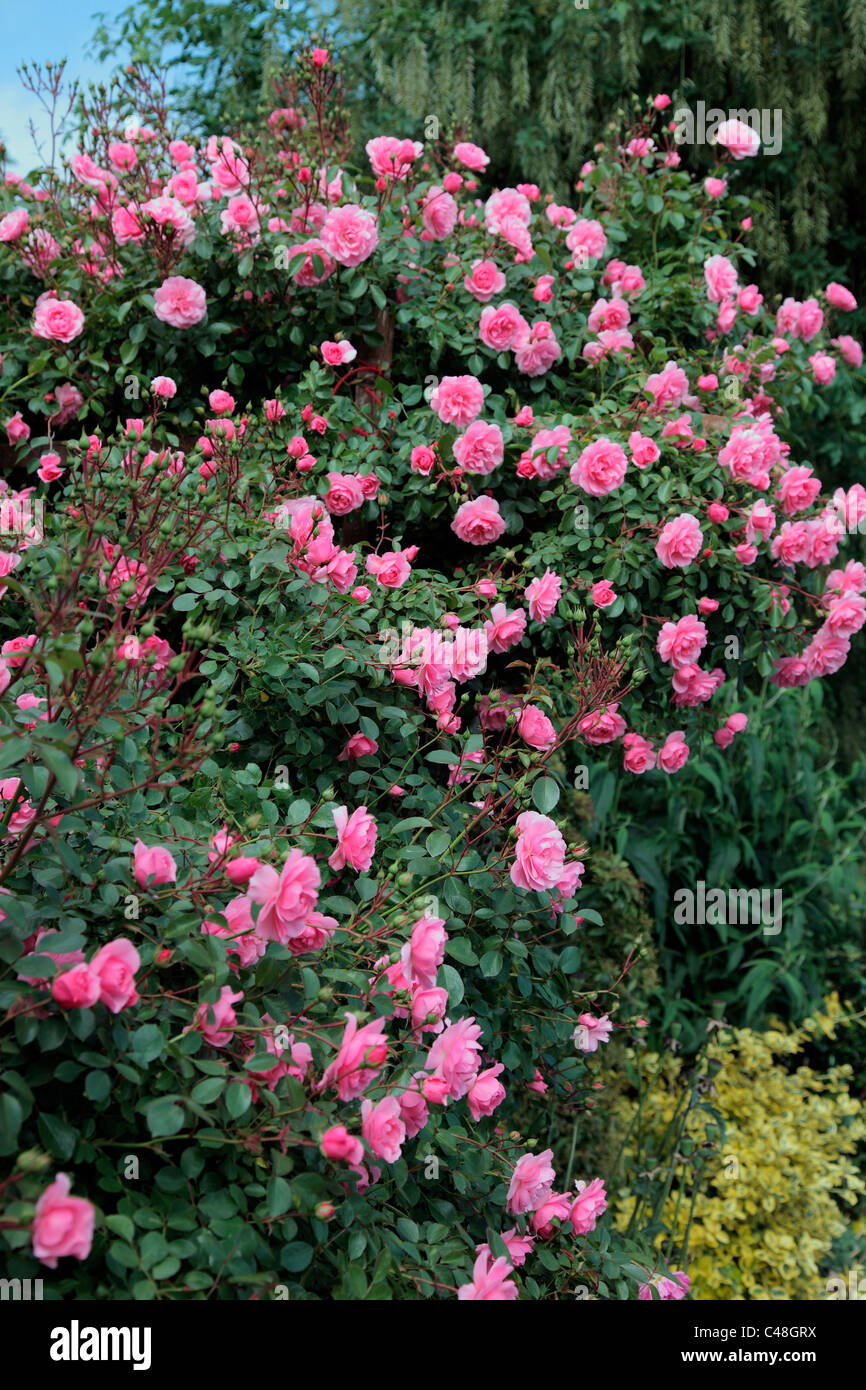 Rosa 'Bonica' AGM Shrub Rose Stock Photo