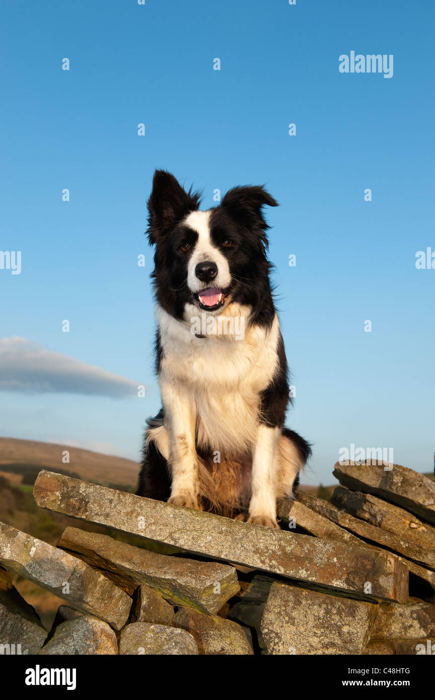 Border Collie sheepdog sitting on drystone wall with upland farm behind. Stock Photo