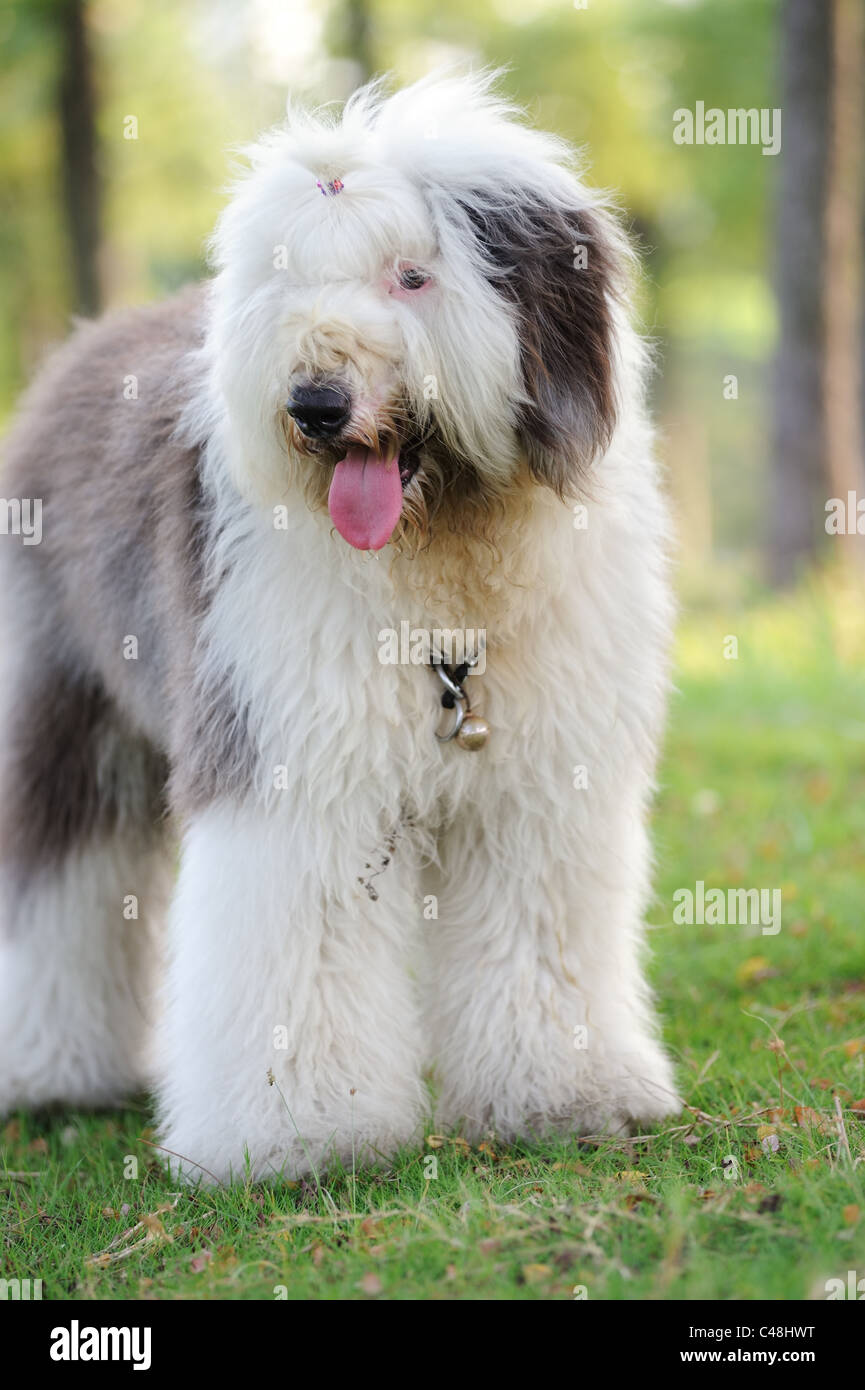 Old english sheepdog portrait hi-res stock photography and images - Alamy