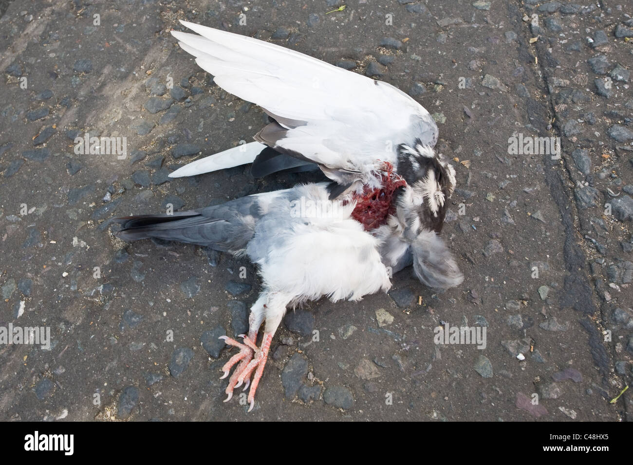 Headless pigeon in road. London, England, UK Stock Photo