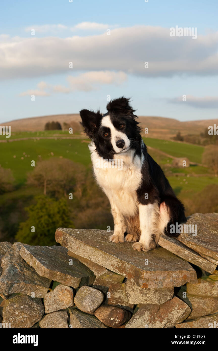 Border Collie sheepdog sitting on drystone wall with upland farm behind. Stock Photo