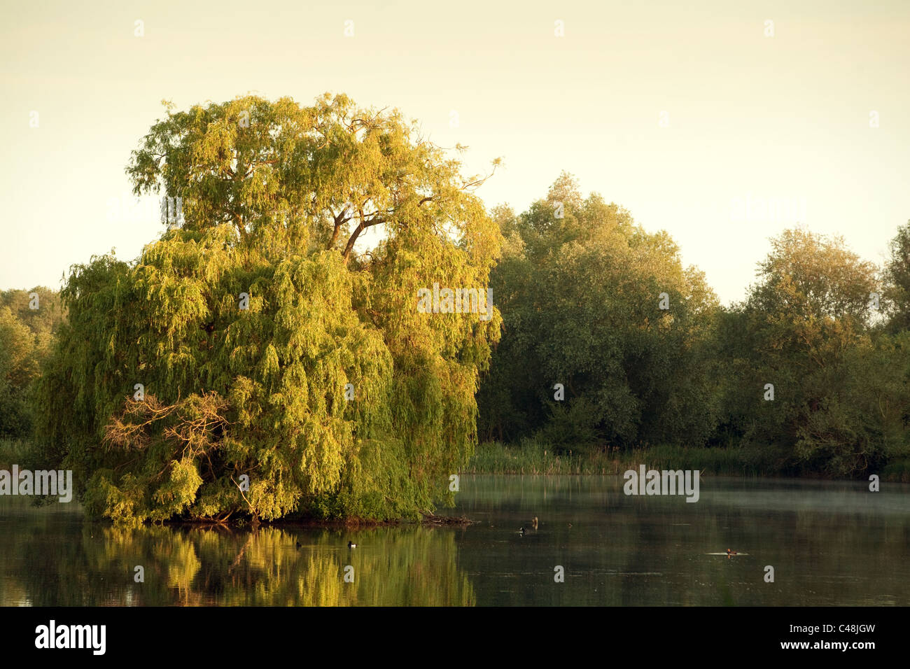 Willow tree in the middle of a lake at dawn, lackford lakes, Suffolk UK Stock Photo