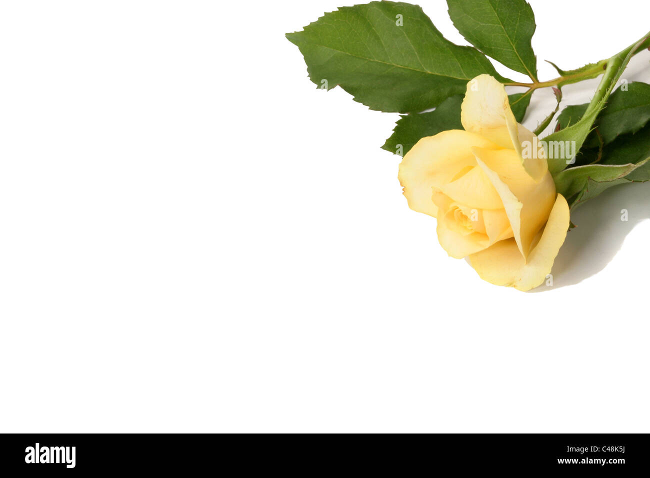 Single cream rose Stock Photo
