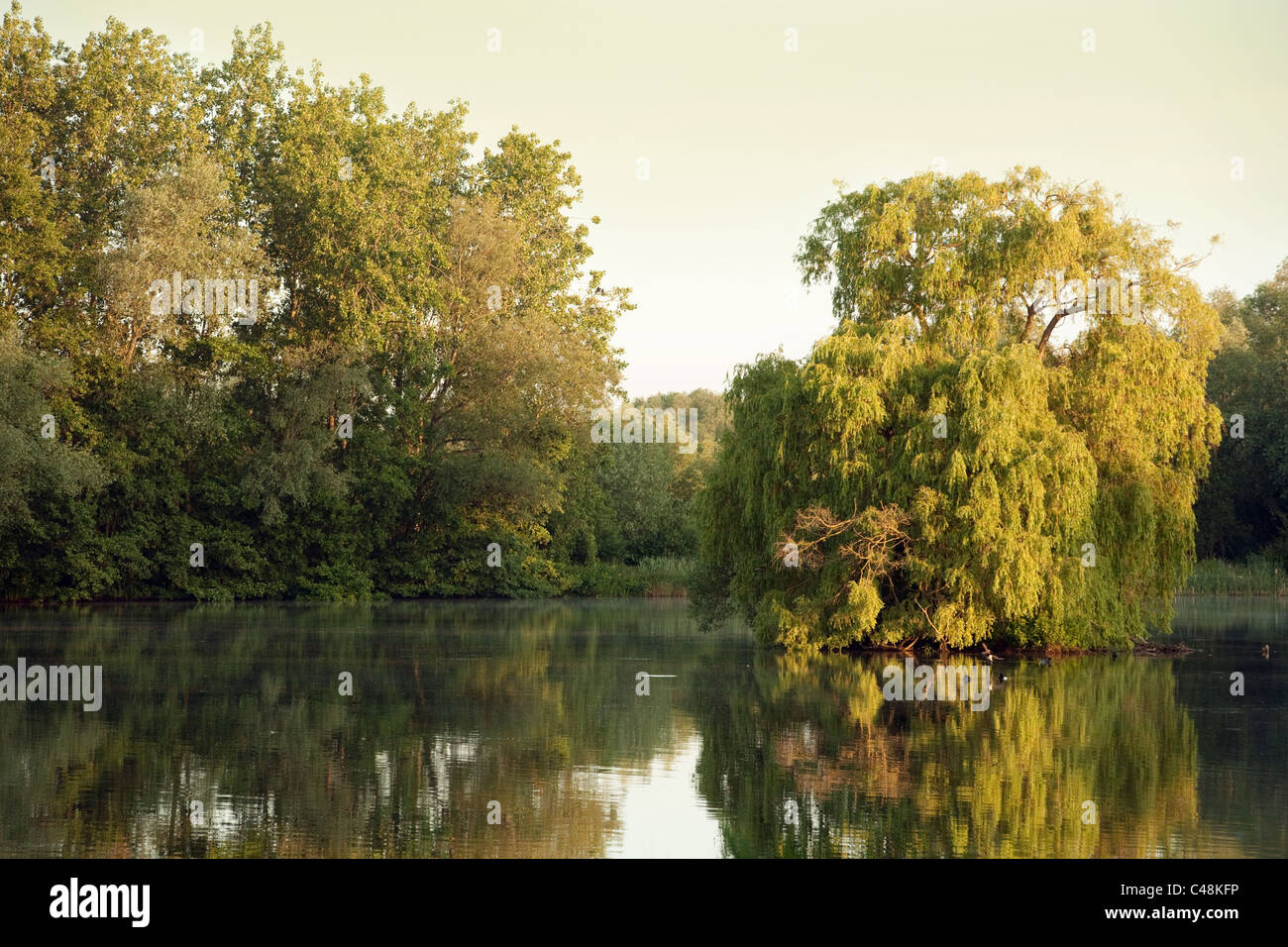 Willow tree in the middle of a lake at dawn, lackford lakes, British Countryside, Suffolk UK Stock Photo