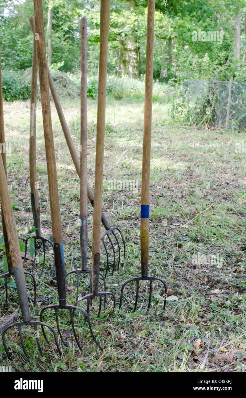 Eight hay forks stuck in the ground Stock Photo Alamy