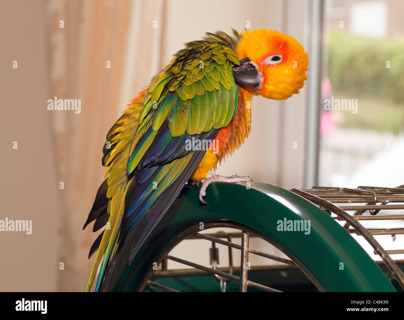 Sun Conure Parrot in house Stock Photo Alamy