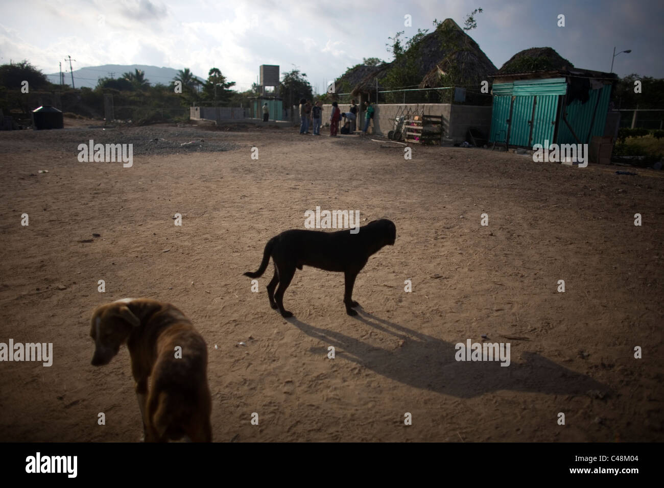 Two dogs stand at the Catholic priest Alejandro Solalinde's shelter 'Hermanos del Camino' (Brothers of the road) for Central Ame Stock Photo