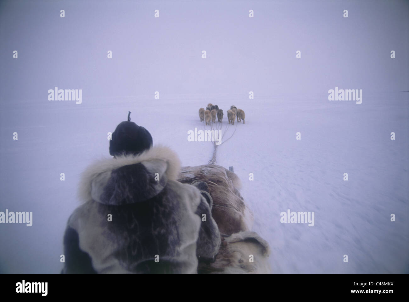 Photograph of a traditional dog sleds of the native Eskimos in Baffin Canada Stock Photo