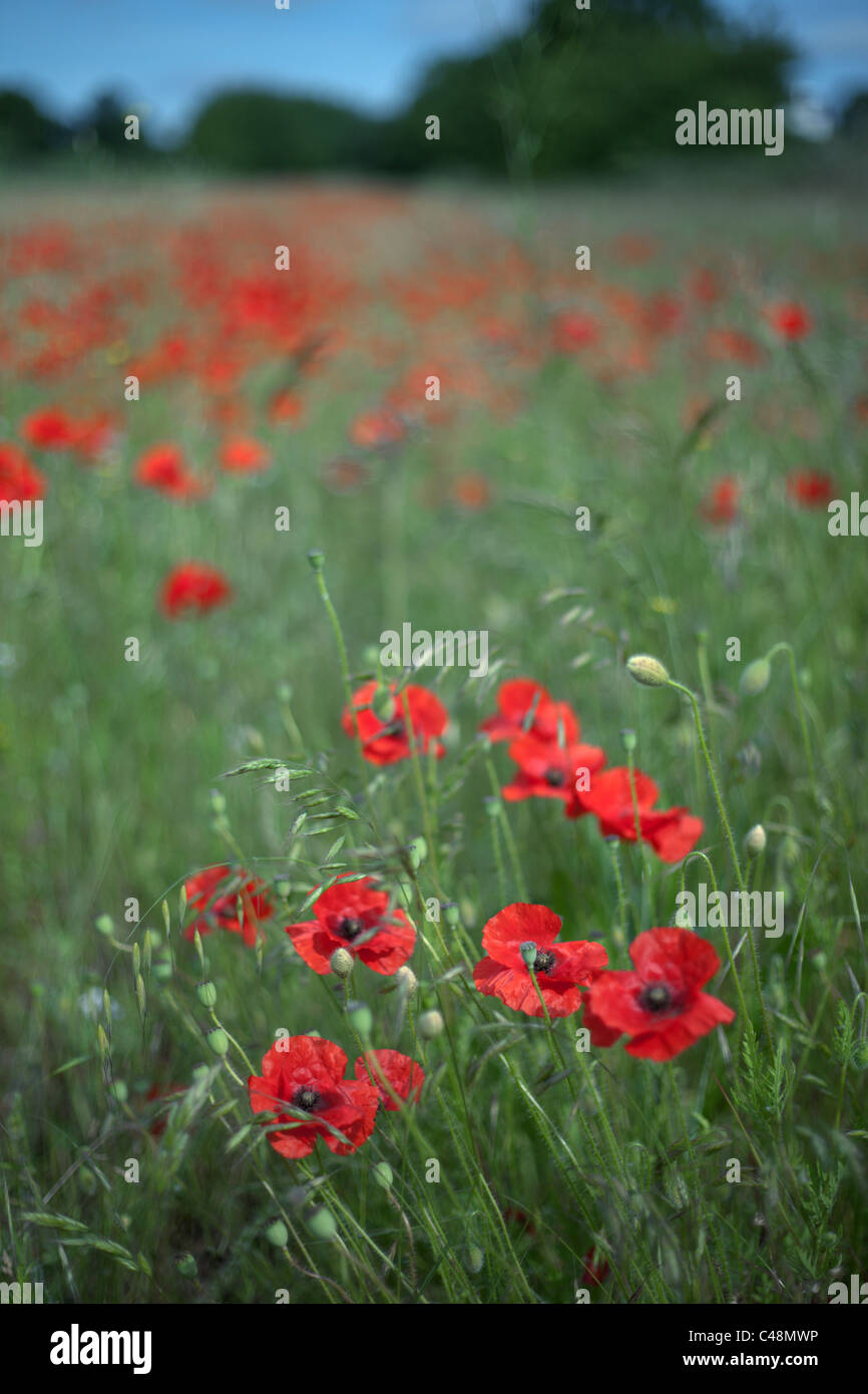 Weeds in field poppies hi-res stock photography and images - Alamy