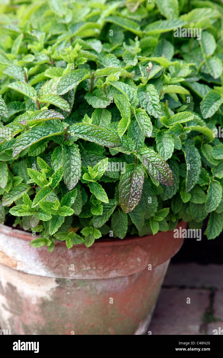Mentha - Mint 'Moroccan' in terracotta clay pot Stock Photo