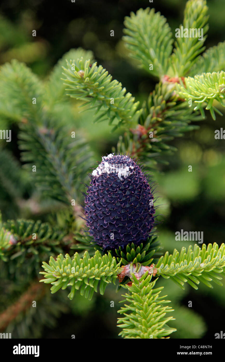 Abies forrestii 'Georgei' in early summer Stock Photo
