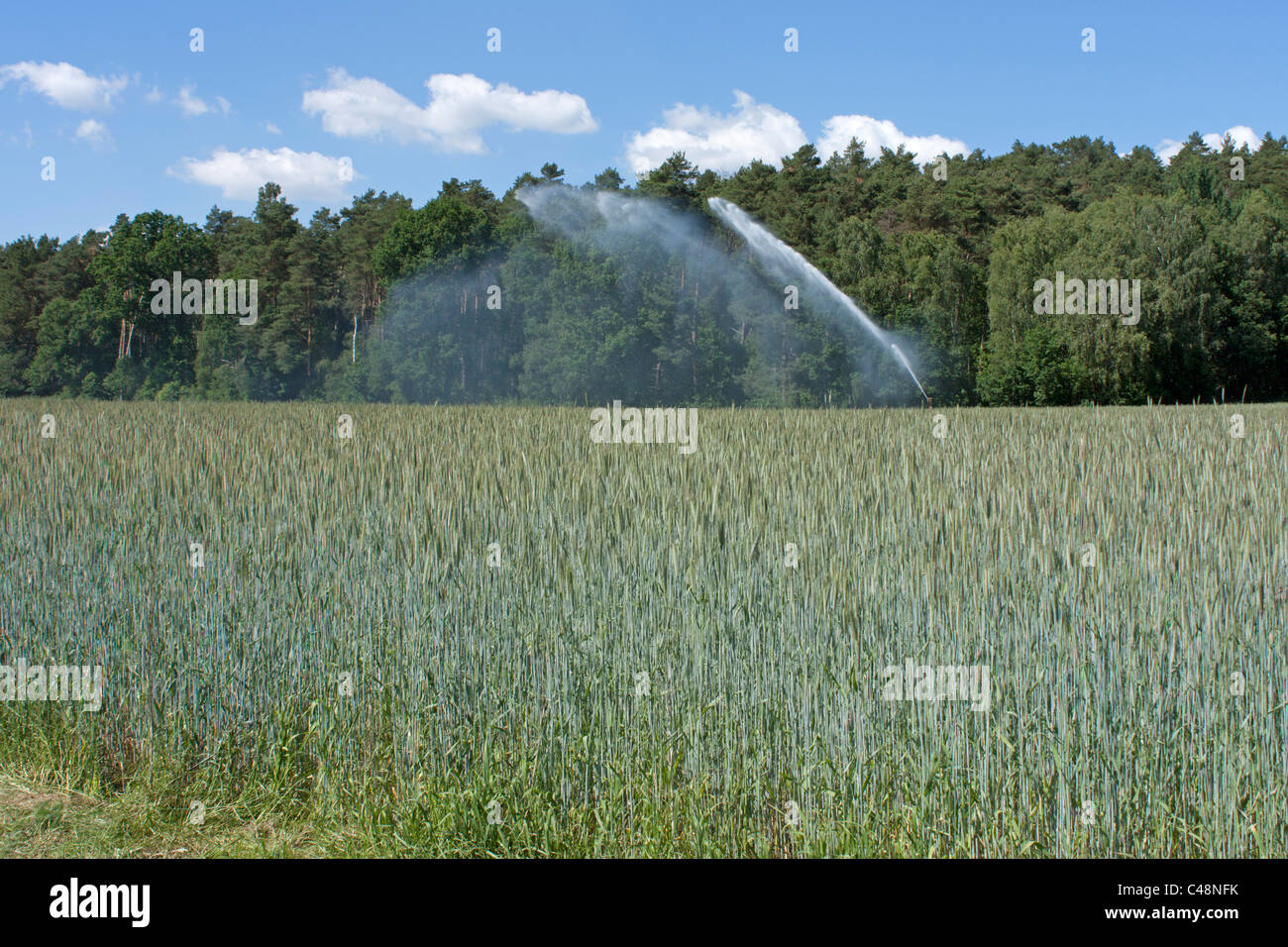 sprinkle irrigation of a field of rye near Luechow, Lower Saxony, Germany Stock Photo