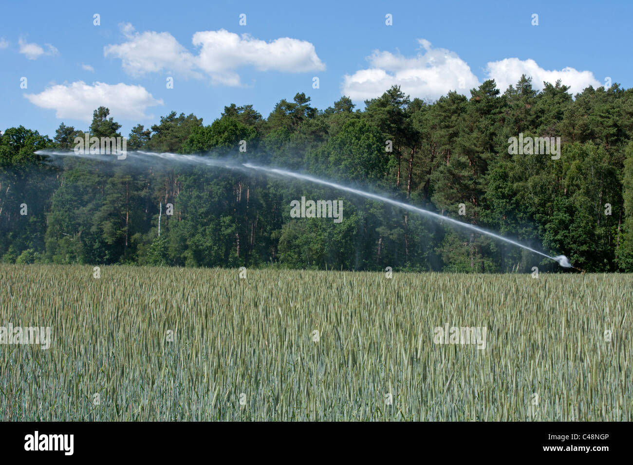 sprinkle irrigation of a field of rye near Luechow, Lower Saxony, Germany Stock Photo