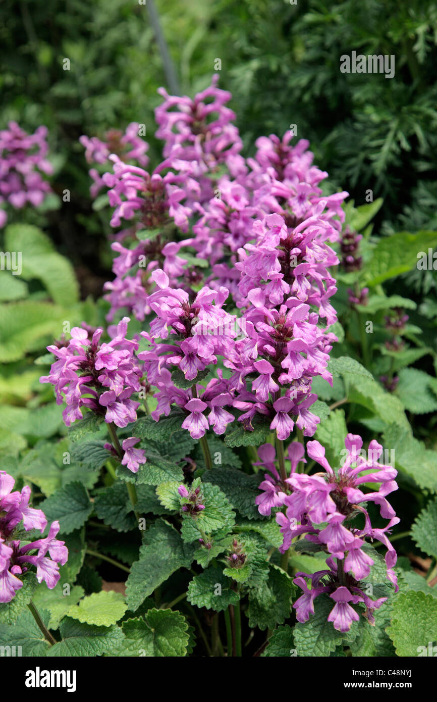 Stachys macrantha 'Superba' Stock Photo