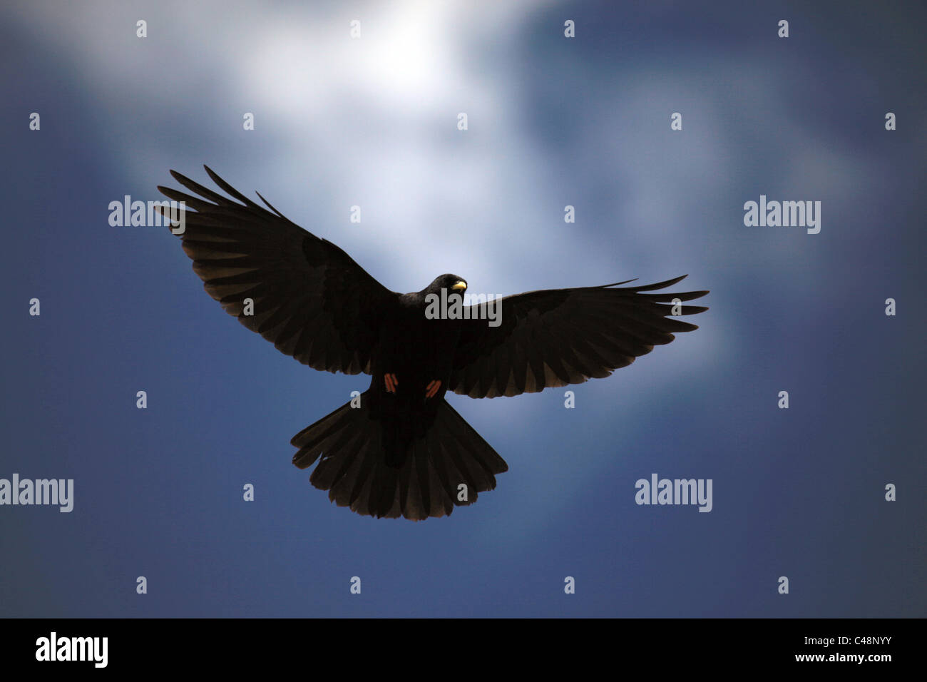[Alpine Chough] or [Yellow-Billed Chough] [Pyrrhocorax graculus] in ...