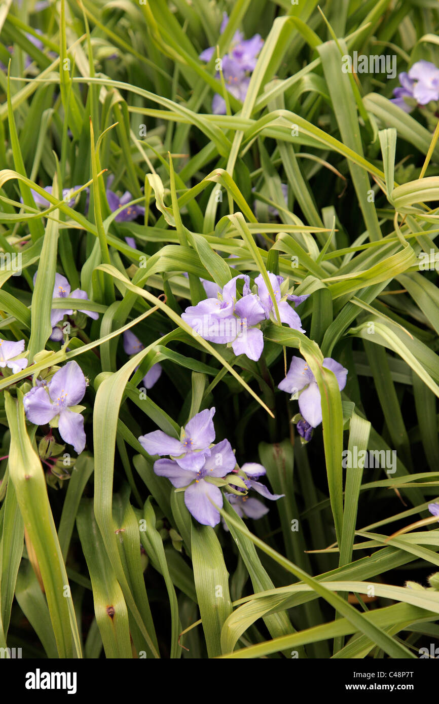 Tradescantia Andersoniana group - Blue flowered Stock Photo