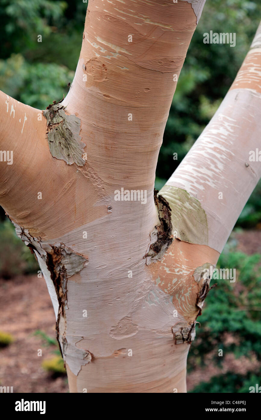 Betula costata - white barked Birch Stock Photo