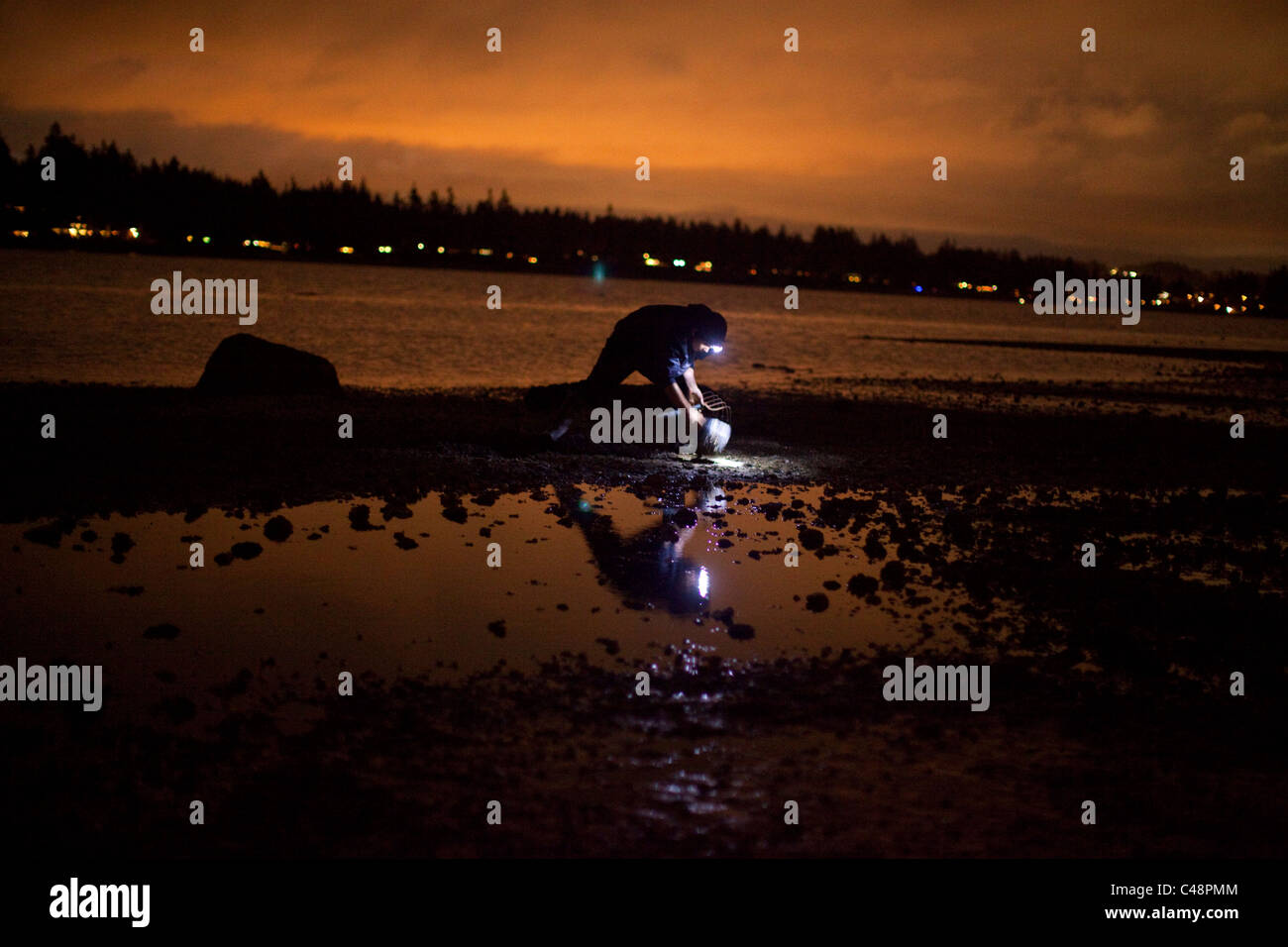 Suquamish tribal members dig Manila clams using rakes on a beach in