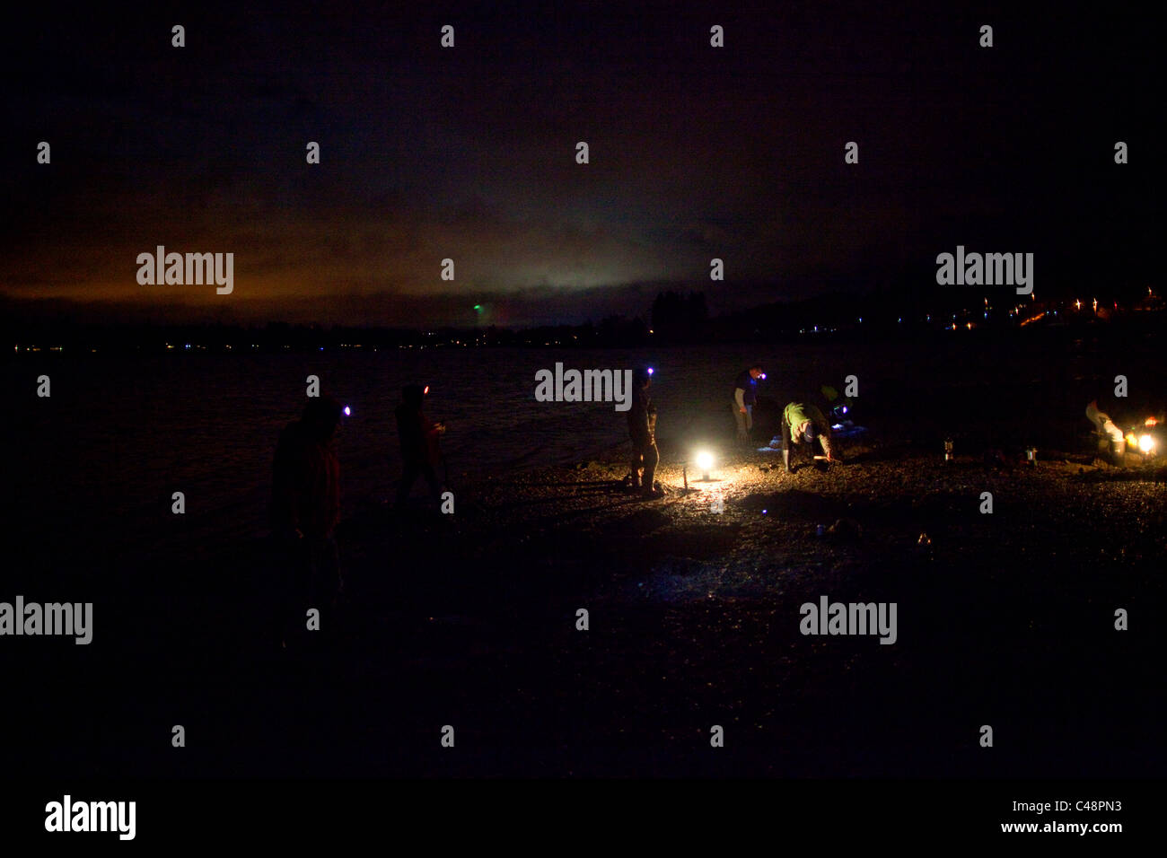 Suquamish tribal members dig Manila clams using rakes on a beach in