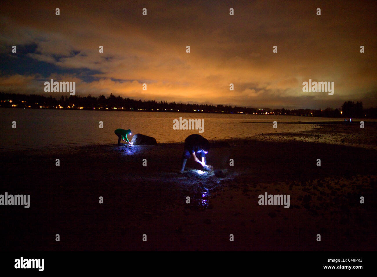 Suquamish tribal members dig Manila clams using rakes on a beach in