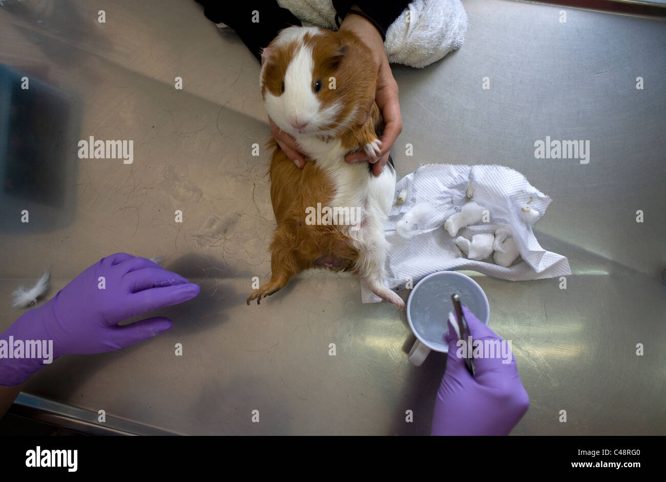 A veterinarian attends a guinea pig at a Pet Hospital in Condesa
