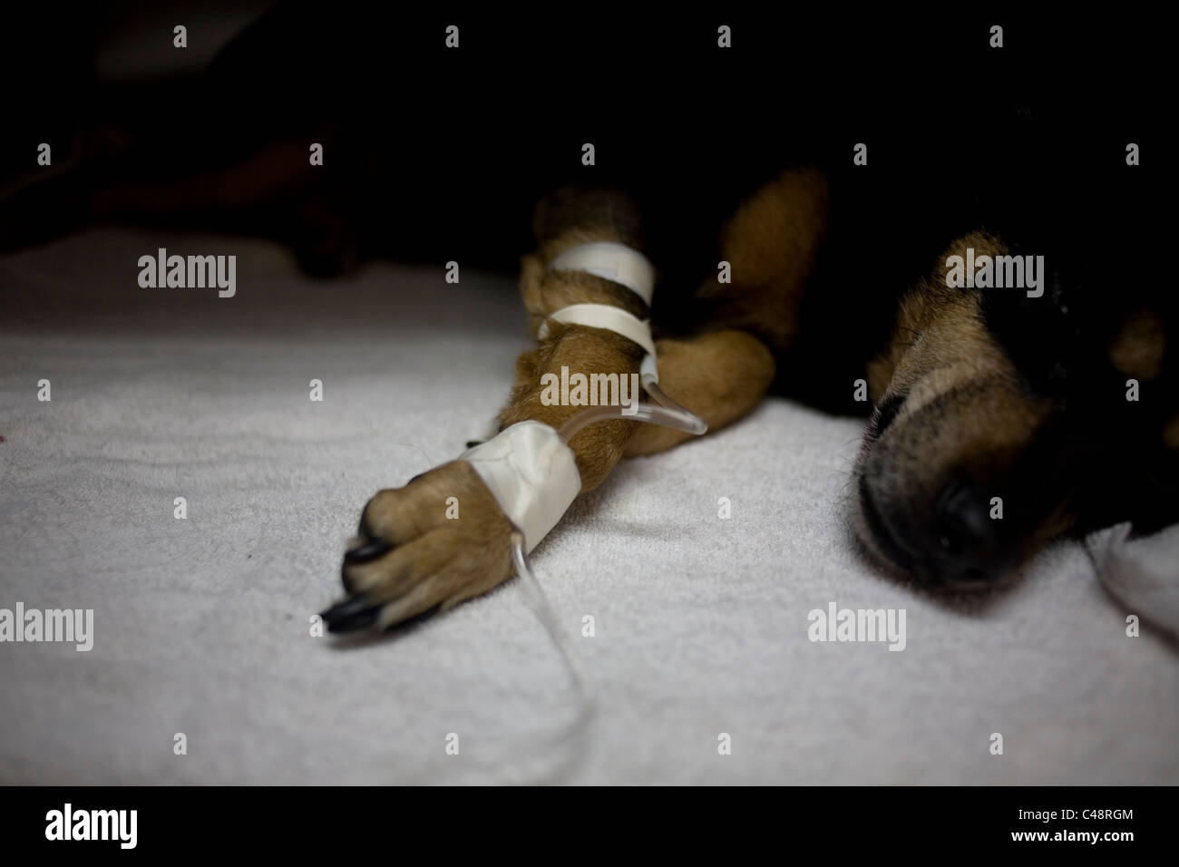 A dog dying of Leptospirosis at a Pet Hospital in Condesa, Mexico City, Mexico Stock Photo