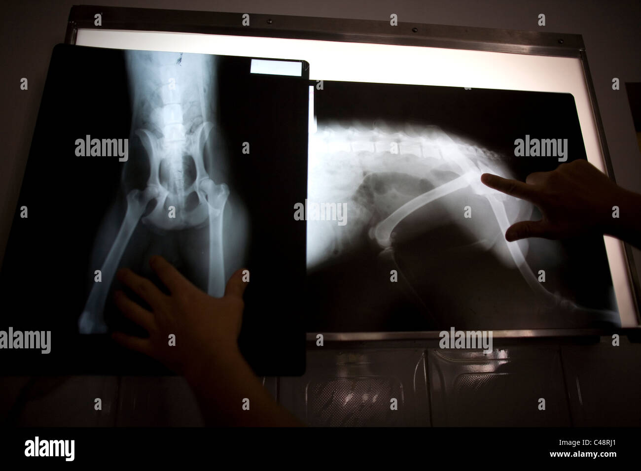 A veterinarian looks at the X-rays of a dog at a Pet Hospital in Condesa, Mexico City, Mexico Stock Photo