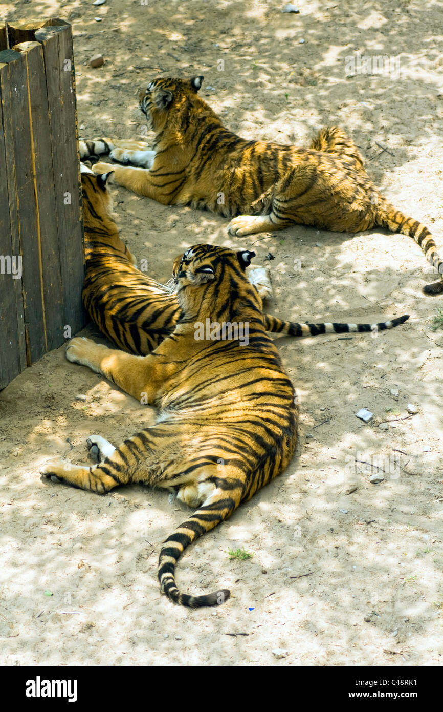 tiger  in Beijing zoo Stock Photo