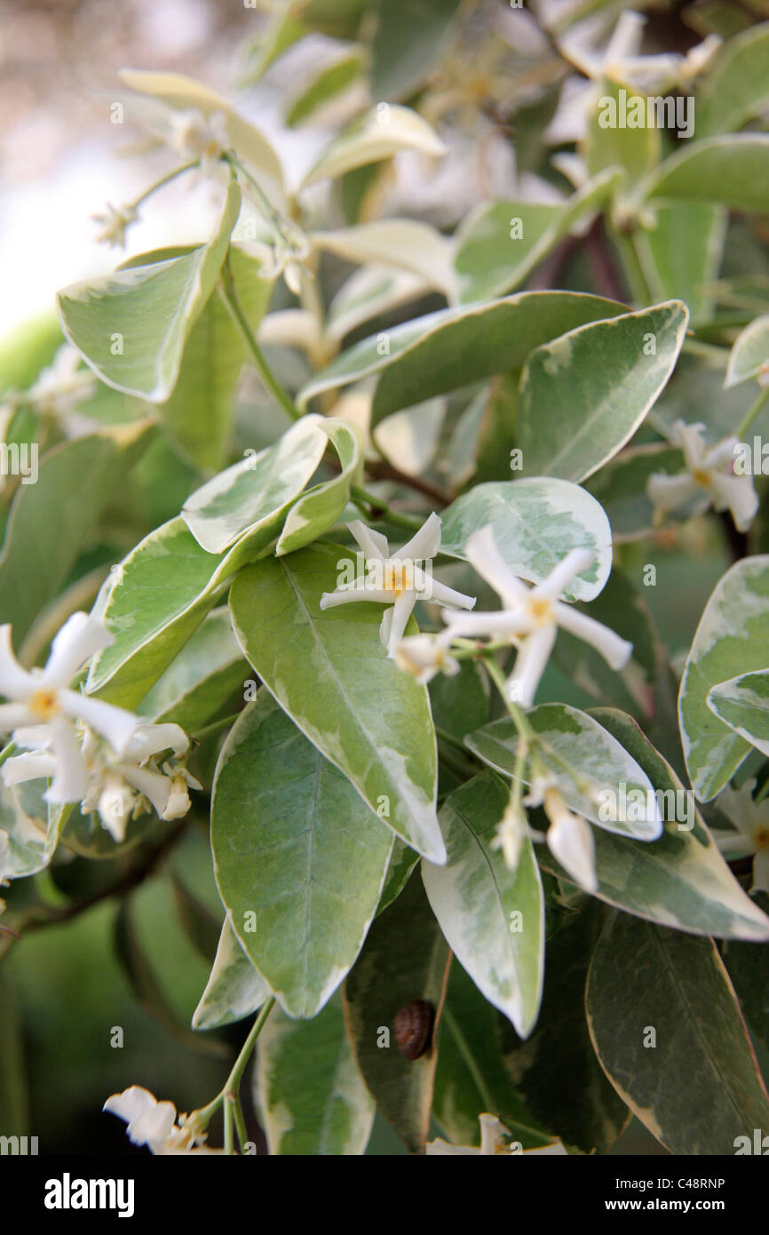 Trachelospermum jasminoides 'Variegatum' AGM is a highly scented climber Stock Photo
